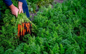 Tesco has grown 70,000 tonnes of produce such as lettuces, carrots and potatoes as part of its ‘green fertiliser’ trial